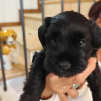 Cucciolo di Schnauzer nano