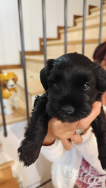 Cucciolo di Schnauzer nano