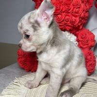 Chihuahua toy maschio lilac merle 70 gg