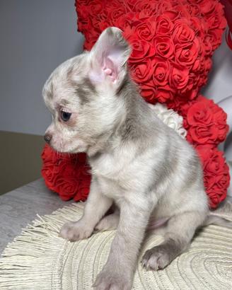 Chihuahua toy maschio lilac merle 70 gg