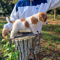 Jack russell terrier