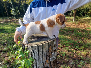 Jack russell terrier