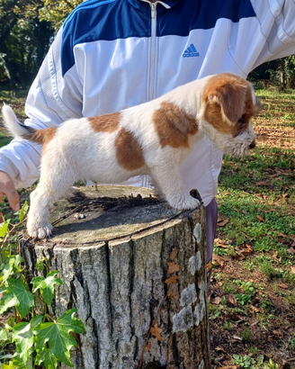 Jack russell terrier