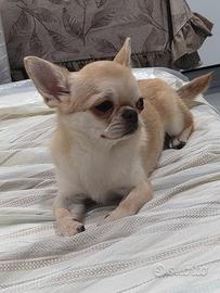 Chihuahua maschio 1 anno