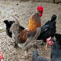 Gallo marans