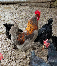 Gallo marans