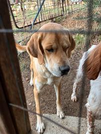 Cane di mezza taglia