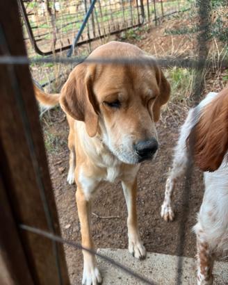 Cane di mezza taglia