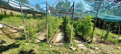 terreno per orto