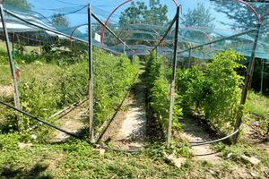 terreno per orto