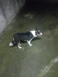 Border collie
