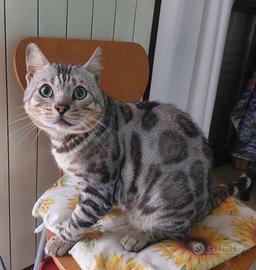 Gatto bengala x monta