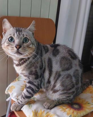 Gatto bengala x monta