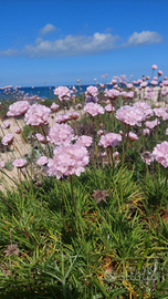 Last minute bilocale