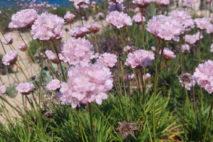 Last minute bilocale