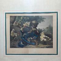 Quadro stampa combattimento tra galli acquarellata