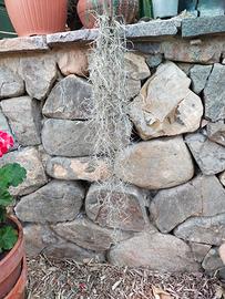 Tillandsia Usneoides 