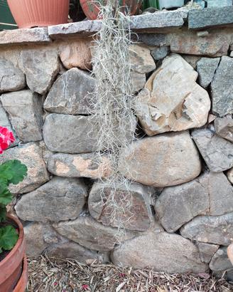 Tillandsia Usneoides 