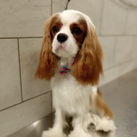 Cavalier king disponibile per monta