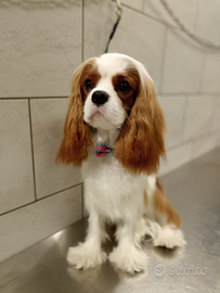Cavalier king disponibile per monta