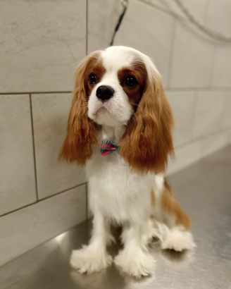 Cavalier king disponibile per monta