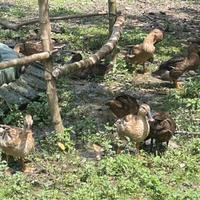 Anatre corritrici incrociate con germano reale