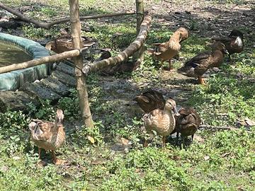 Anatre corritrici incrociate con germano reale