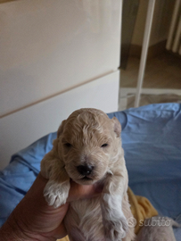 Cuccioli Barboncino toy