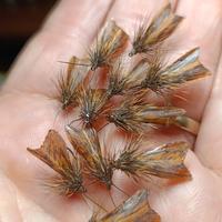 PESCA A MOSCA - 30 Sedge da caccia