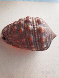 conchiglia " Casco rosso , cypraecassis ruta "