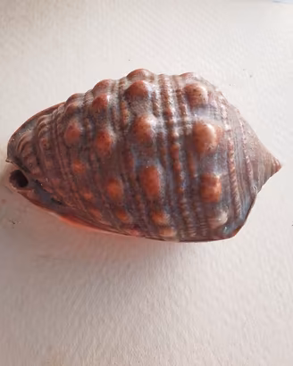 conchiglia " Casco rosso , cypraecassis ruta "