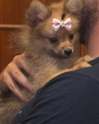 Vendita spitz