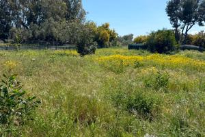 Terreno vaccarizzo prezzo trattabile