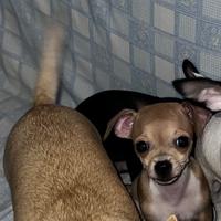 Cucciola chihuahua