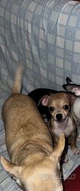 Cucciola chihuahua