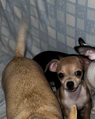 Cucciola chihuahua