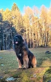 Leonberger cuccioli altissima genealogia PEDIGREE