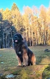 Leonberger cuccioli altissima genealogia PEDIGREE