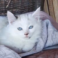 Cuccioli gatto simil ragdoll