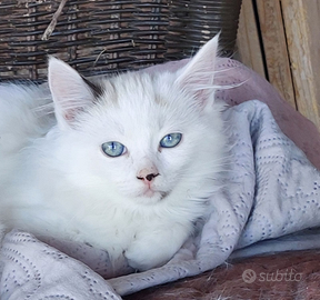 Cuccioli gatto simil ragdoll