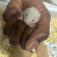 Criceti siriani winter white