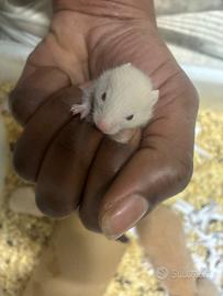 Criceti siriani winter white