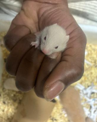 Criceti siriani winter white