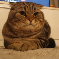 Gatto per accoppiamento