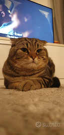 Gatto per accoppiamento