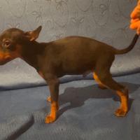 Cuccioli pinscher nano femmine e maschi