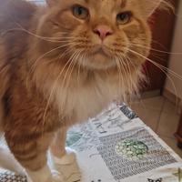 Mainecoon