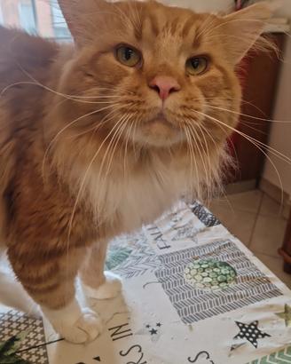 Mainecoon