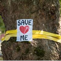 La vita segreta degli alberi 🌳❤️ P. Wohlleben (3)