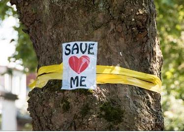 La vita segreta degli alberi 🌳❤️ P. Wohlleben (3)